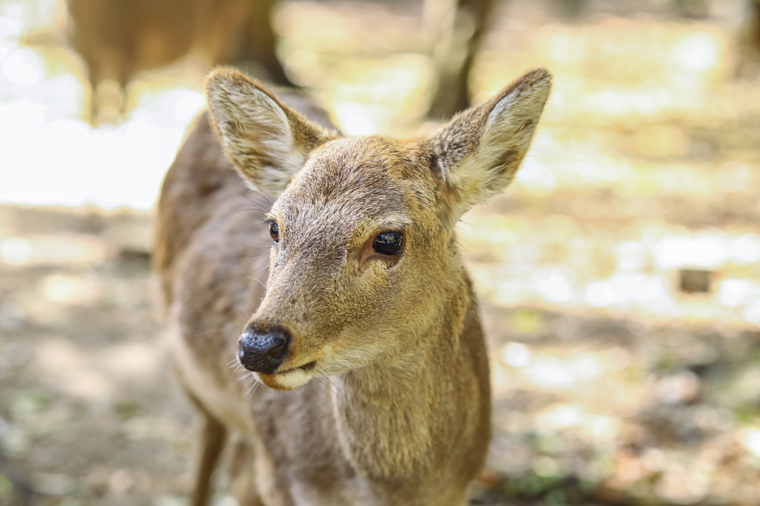 wildlife photography